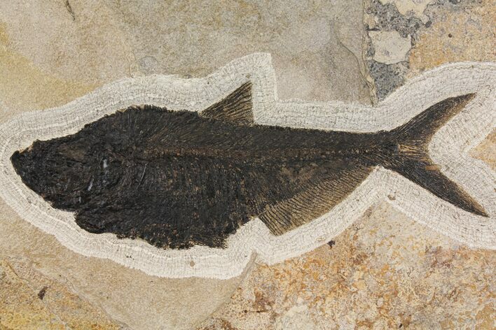 Fossil Fish (Diplomystus) From Wyoming #144209